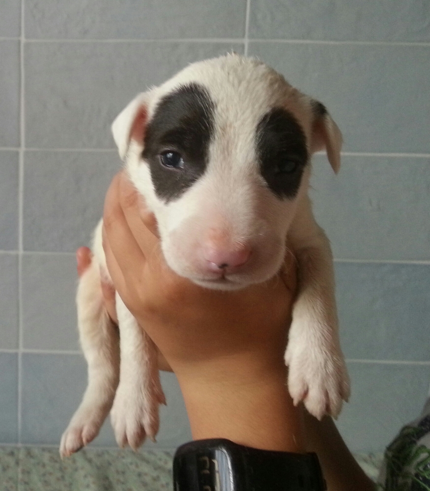 THE LUCIFERS BULL QUASIMODO MASCHIO